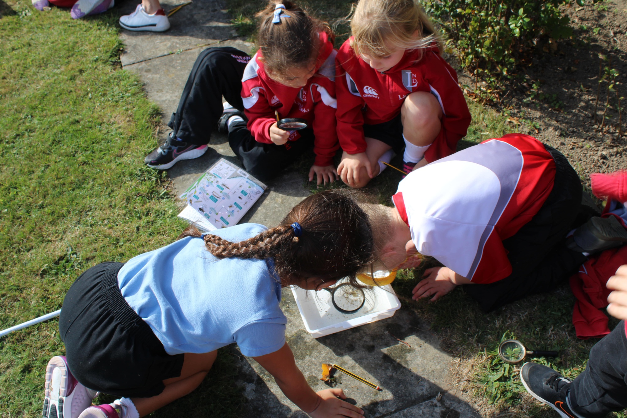 Year 2 Pond Dipping