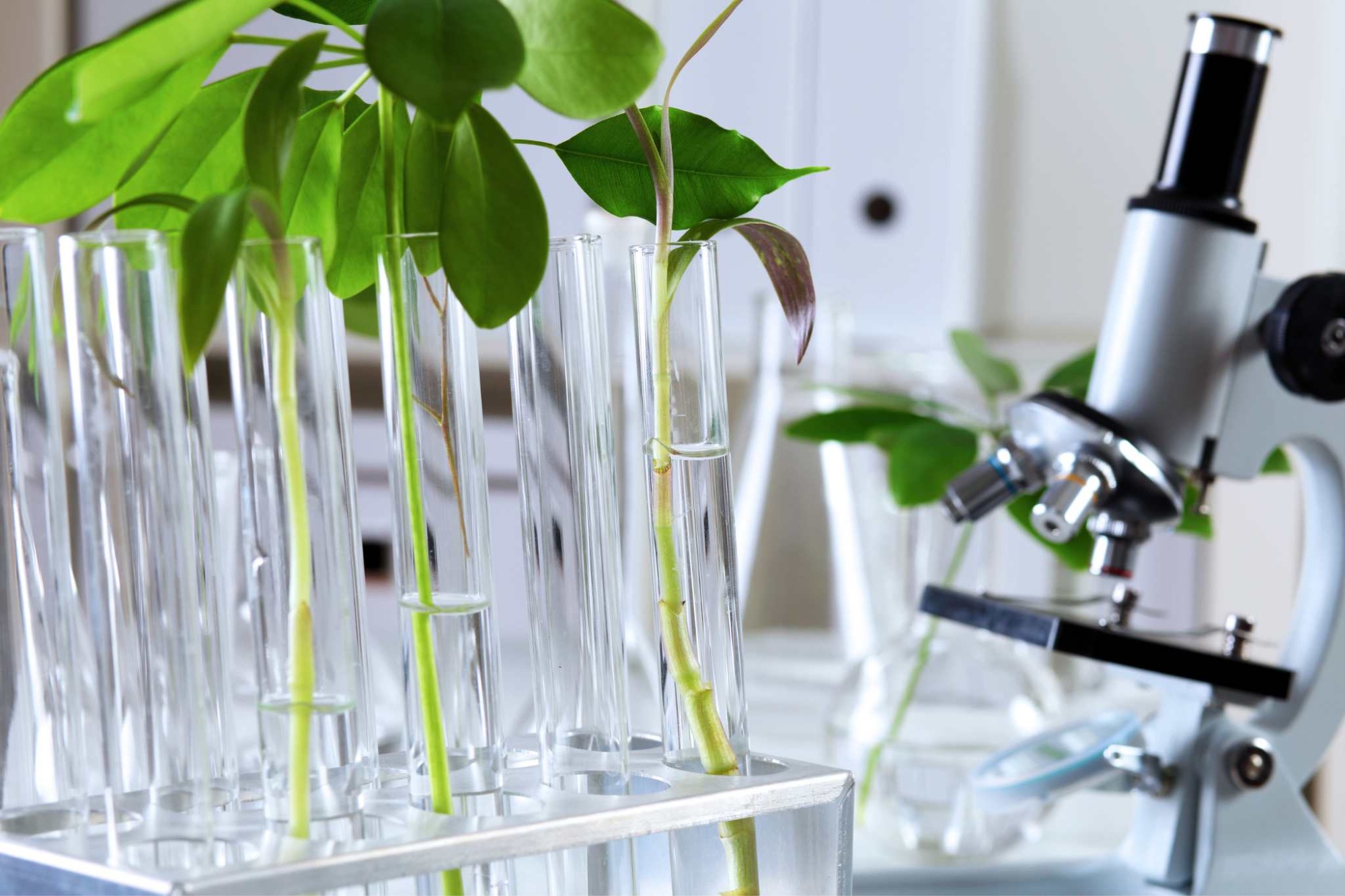 Download A Level Biology Course Guide