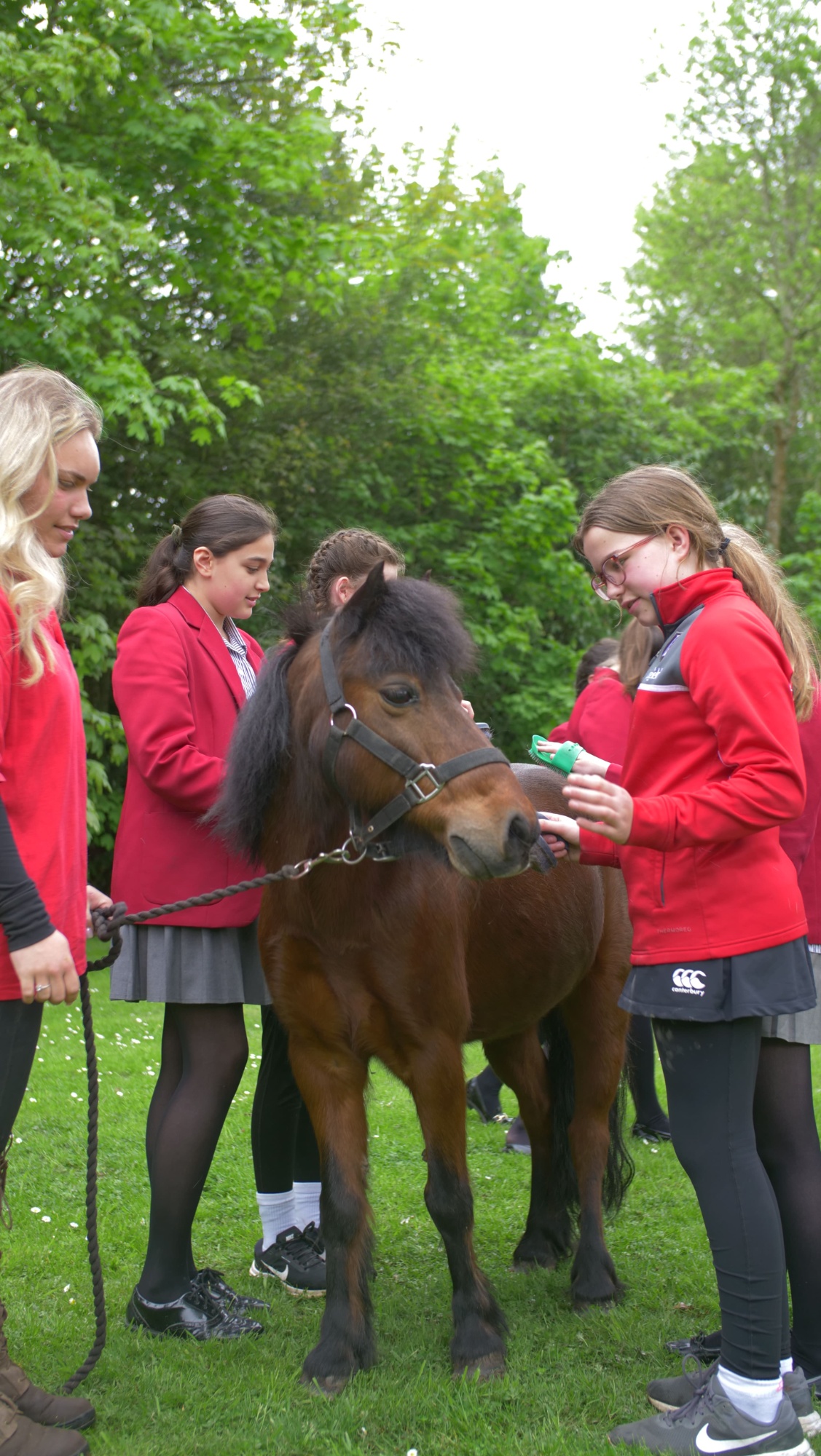 MHAW - students grooming shetland ponies