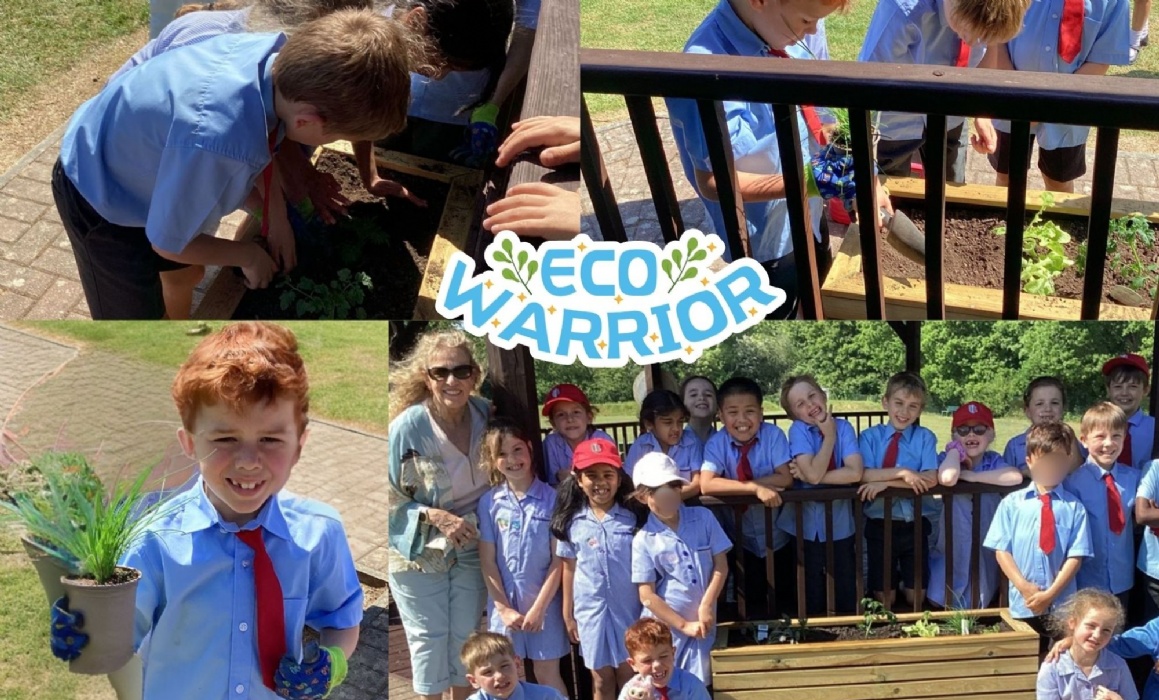 Lingfield Eco Warriors Plant tomatoes, basil and lettuce in raised planters