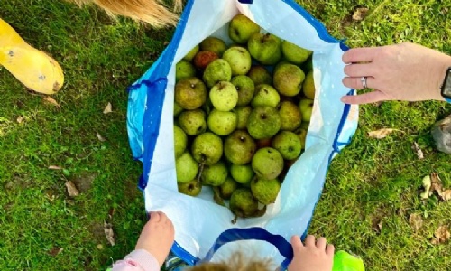 Annual Apple Picking at Prep School